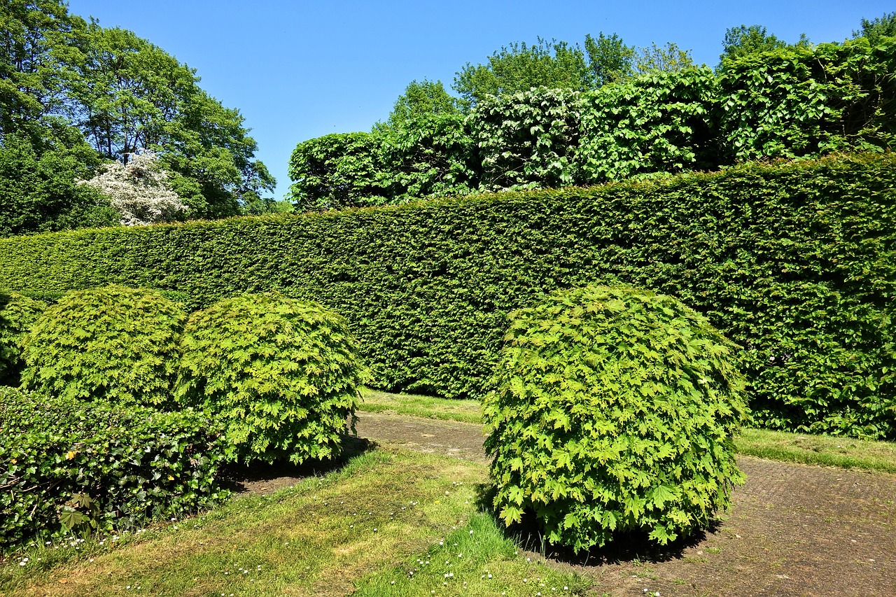 Selective Pruning for Healthy Plants